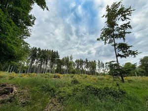 Das Bild zeigt den Süßeberg bei Wehrheim, wo nur noch vereinzelt Bäume stehen.