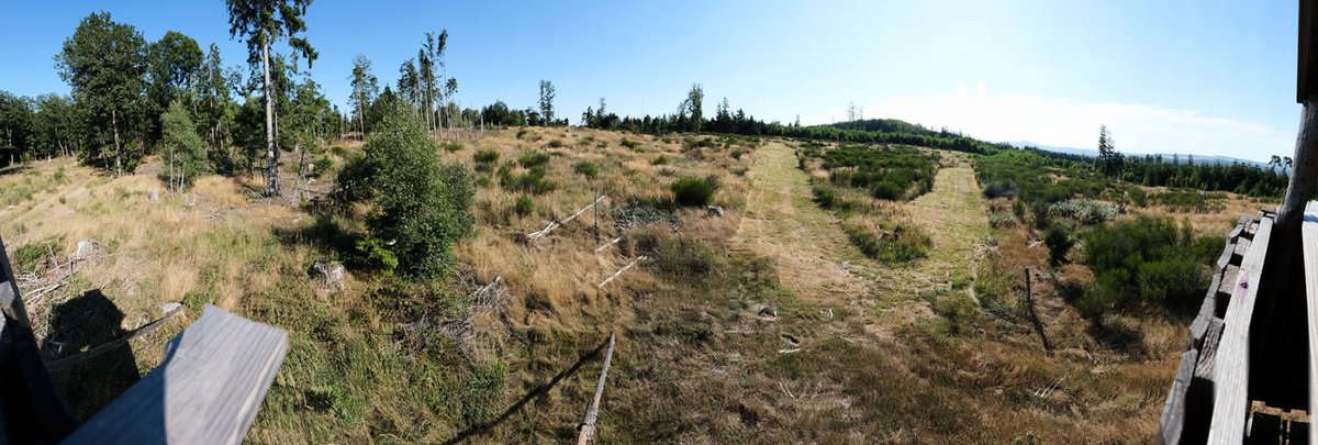 Das Foto zeigt eine potentielle Standfläche für eine Windkraftanlage auf dem Winterstein, die durch Trockenheit und Borkenkäferbefall bereits entwaldet ist.