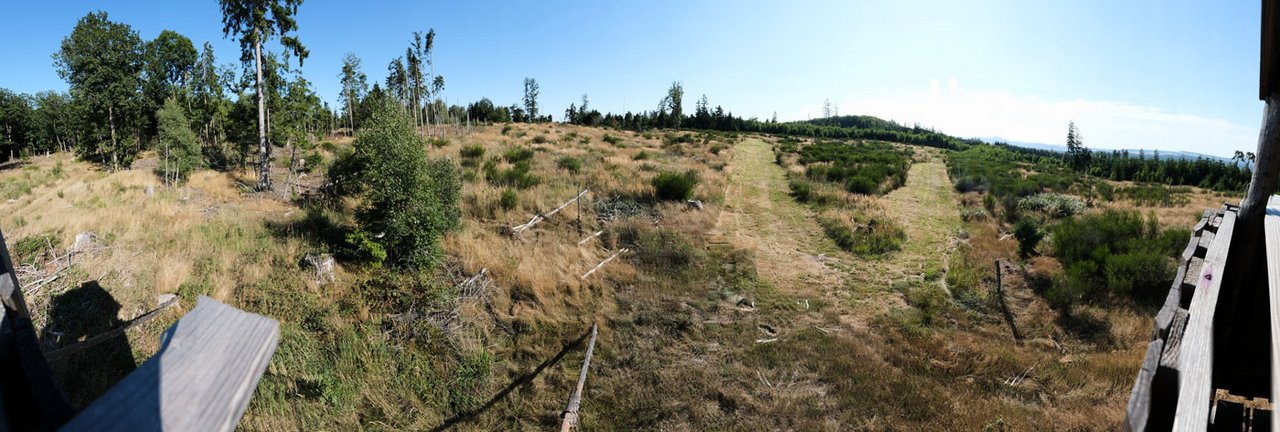 Das Foto zeigt eine potentielle Standfläche für eine Windkraftanlage auf dem Winterstein, die durch Trockenheit und Borkenkäferbefall bereits entwaldet ist.