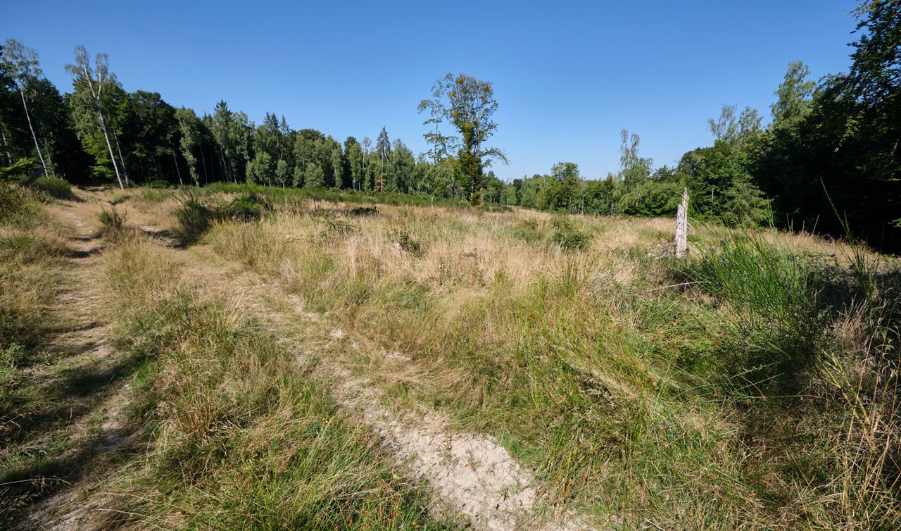 Das Bild zeigt den Süßeberg bei Wehrheim, auf dem nur noch am Rande einzelne Bäume stehen.